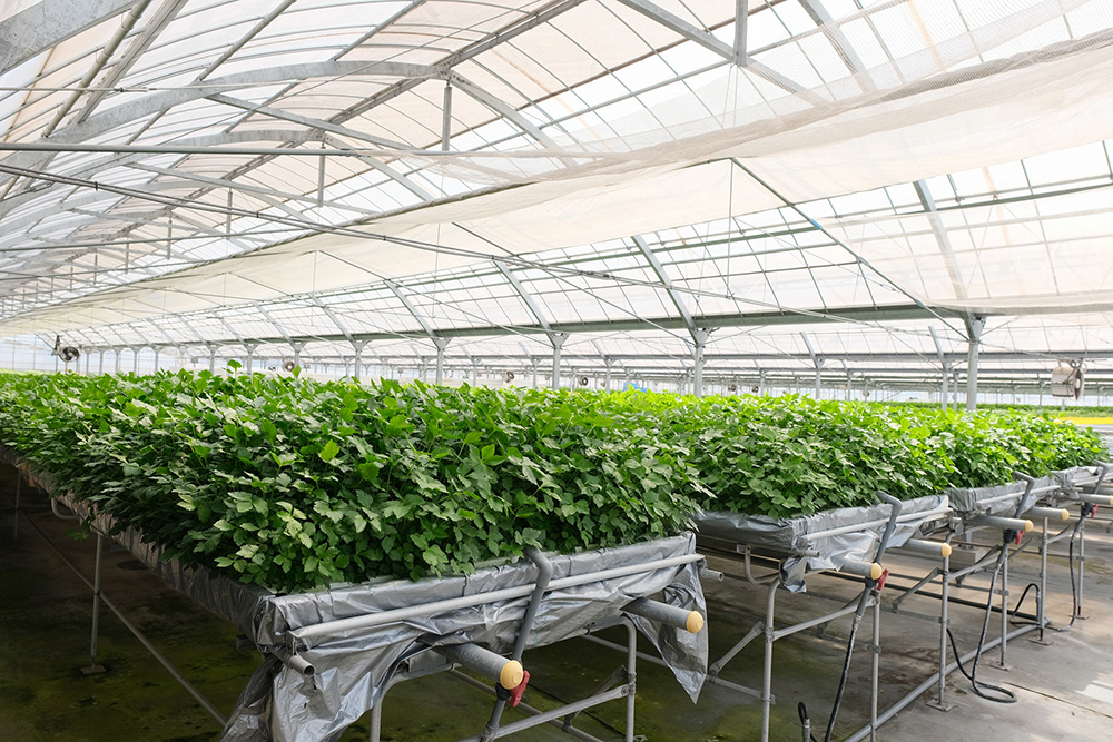 太陽光が差し込む温室で、新鮮な野菜が育つ様子
