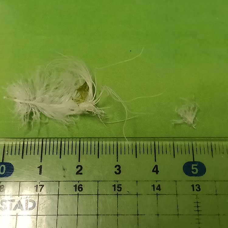 異物、鳥の羽