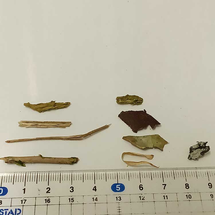 異物、木片・藁・葉
