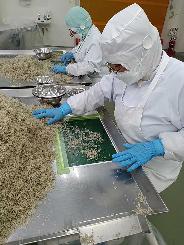 ちりめんの異物除去と選別工程